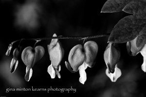 bleedingheart_bw