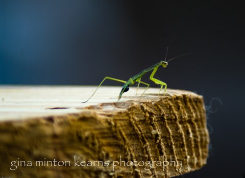 A young praying mantis sits in the sun of early summer