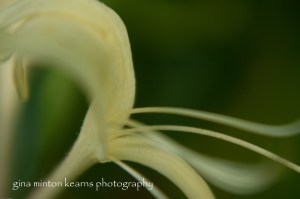 honeysuckle