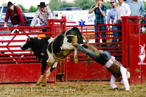 A kick in the teeth is a kick in the teeth irregardless of the animal.