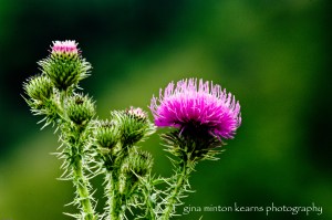 thistle