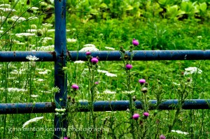 wildflowers_gate