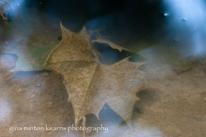 underwater clicking will open new window for link to Through the Eyes of the Spirit greeting cards