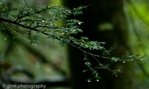 backwoodstrailshoot_092012-16