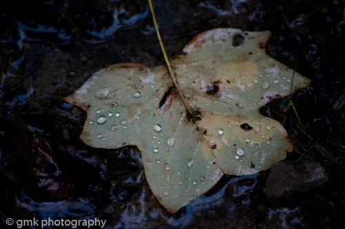 rain is one of my favorite things ... it comes just after snowflakes that fall on my nose and eyelashes ...