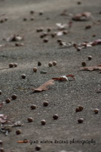 acornsandleaves