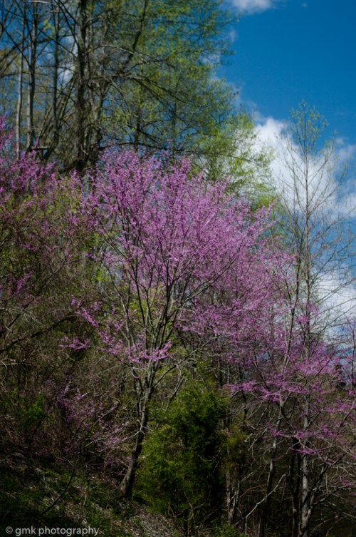 redbuds-12