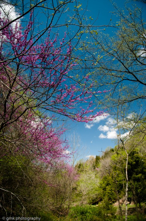 redbuds-16-2 - Copy