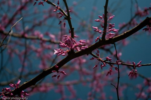 redbuds-8