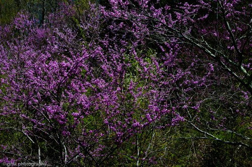 redbuds-97