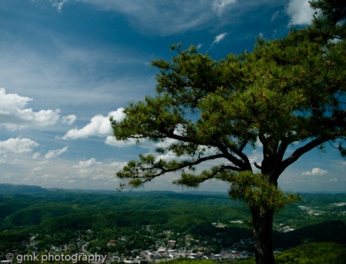dogsflowersflagrockgoats-101