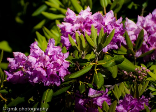 dogsflowersflagrockgoats-115