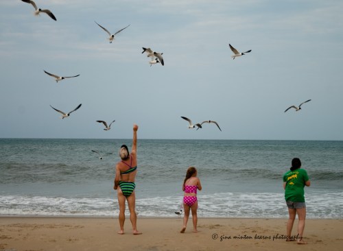 feedingthegulls