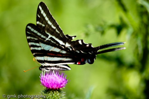 the epitome of summer ... such beauty my eyes behold