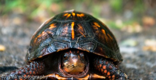 He always manages to get where he's going ... 