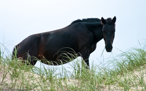 He looked right at me and I felt his power through the lens of my camera. I was awestruck.