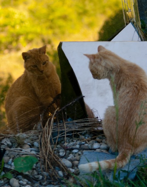 maternity_crystal-132