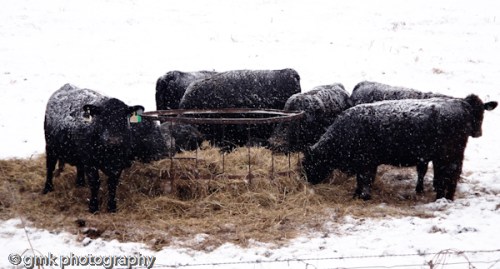 Snow-covered cows as they indulge in hay. They seem no worse for the wear. Encouraging.;