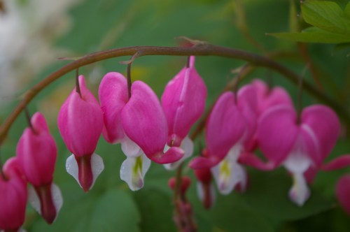 My Mother's Mother's bleeding hearts