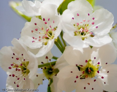 aprilmountain-11.jpg image